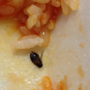 Roach in my breakfast plate...This is the same place as &quot;808 Lunch&quot; on yelp.