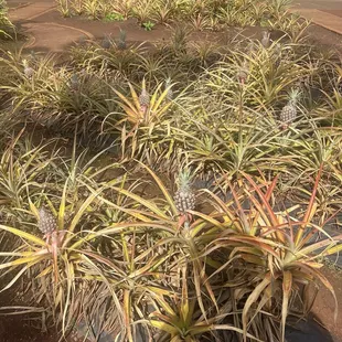 Pineapples in the making