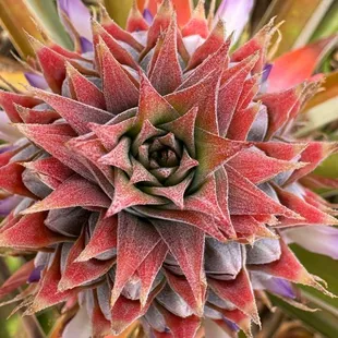 Blooming pineapple.