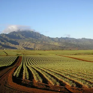 A view of our pineapple fields