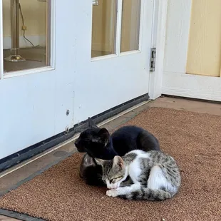 Cats loitering outside the door