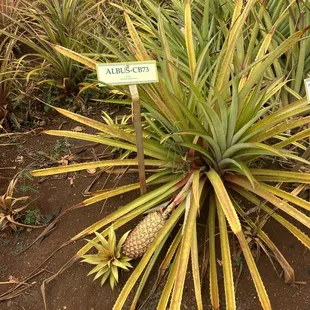a pineapple plant with a pine cone