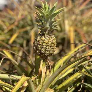 Little pineapple growing!