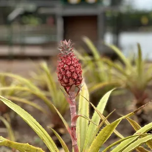 Mini Pink Pineapple!!!