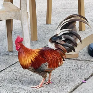Random rooster hanging out.