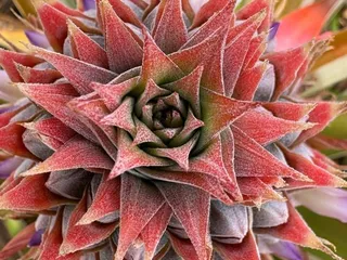 Dole Pineapple Farm Tour