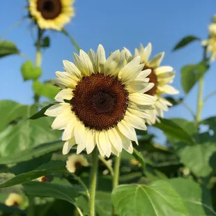 So many different types of sunflowers!
