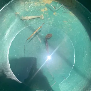 2 baby puffers, a crystal shrimp, and a pregnant male seahorse!
