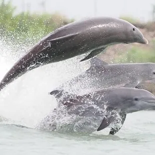 Dolphins jumping in the bow of a tanker.