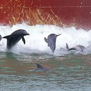 Dolphins, like humans, play just for fun!
