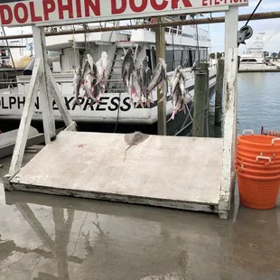 The whole boat&apos;s catch