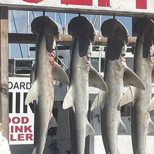Shark