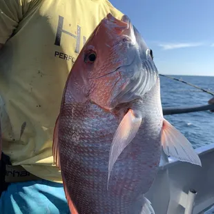 Red Snapper