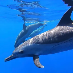 Spotted dolphins are found year round