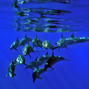spinner dolphins