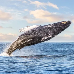 Whale season December thru March!