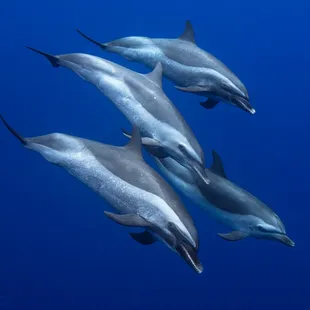 Pantropic spotted dolphins