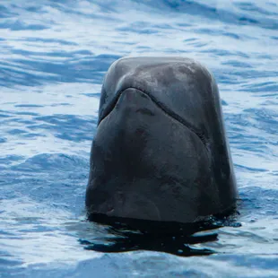 Pilot whales can be seen year round!