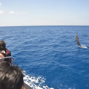 They're called Spinner Dolphins for a reason, 5/18/12