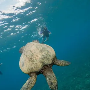 Paying extra for the pics is totally worth it.