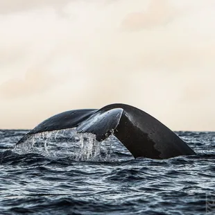 Humpback whales seen daily from Dec-March