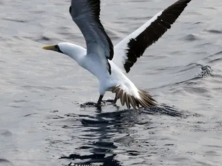 Wild Side Specialty Tours