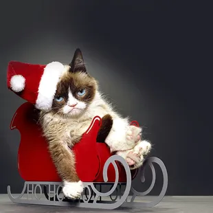 a grumpy cat in a sleigh