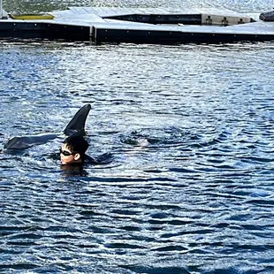Swimming with dolphins