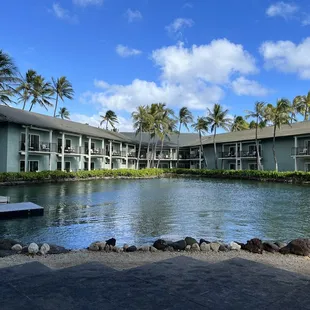 The dolphins are hiding here