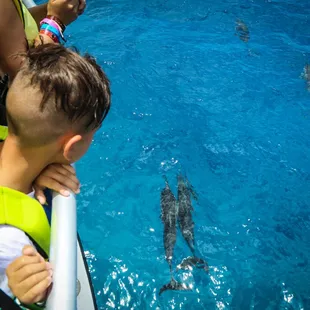 Watching dolphins swim by and ride the surf of the bow on Dolphins and You is an experience you'll never forget!