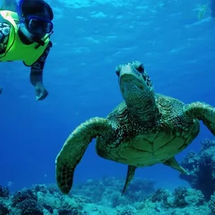 Sea turtle!