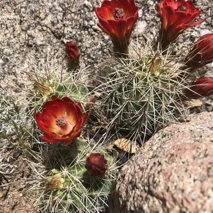 Cactus on trail