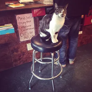 Guard cat lives here.