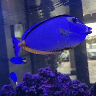 Fish tank