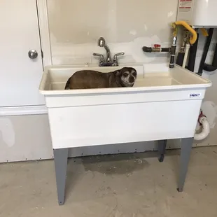 Utility sink a big one with little unhappy dog