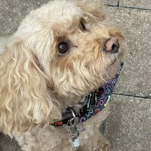 Allowed our sweet dog on the patio outside.