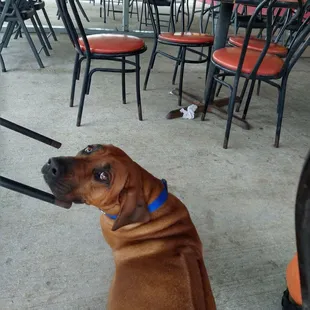 Van in the back - dog in the front ,- Iris is always watching you - like Santa does, so you better be good