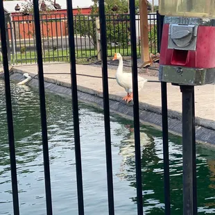 The Famous Ducks