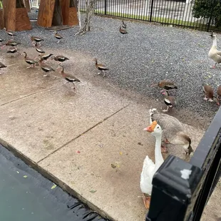 Feed the ducks!