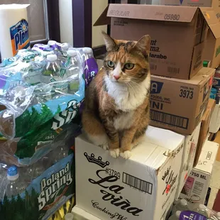 a cat sitting on a box