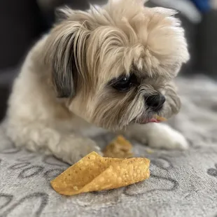 Gizmo's favorite tortilla chips!