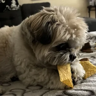 My dog Gizmo enjoys their tortilla chips!