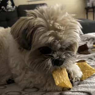 My dog Gizmo enjoys their tortilla chips!