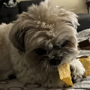 My dog Gizmo enjoys their tortilla chips!