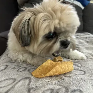 My dog Gizmo, loves their tortilla chips!