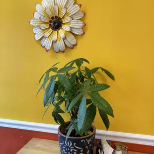 a potted plant in front of a yellow wall