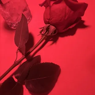 A Rose presented to each Lady in the restaurant.