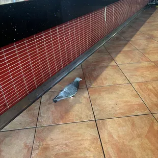 Pigeons walking around inside?!