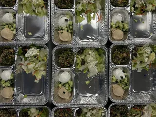 Pita Pita