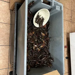 Crawfish
